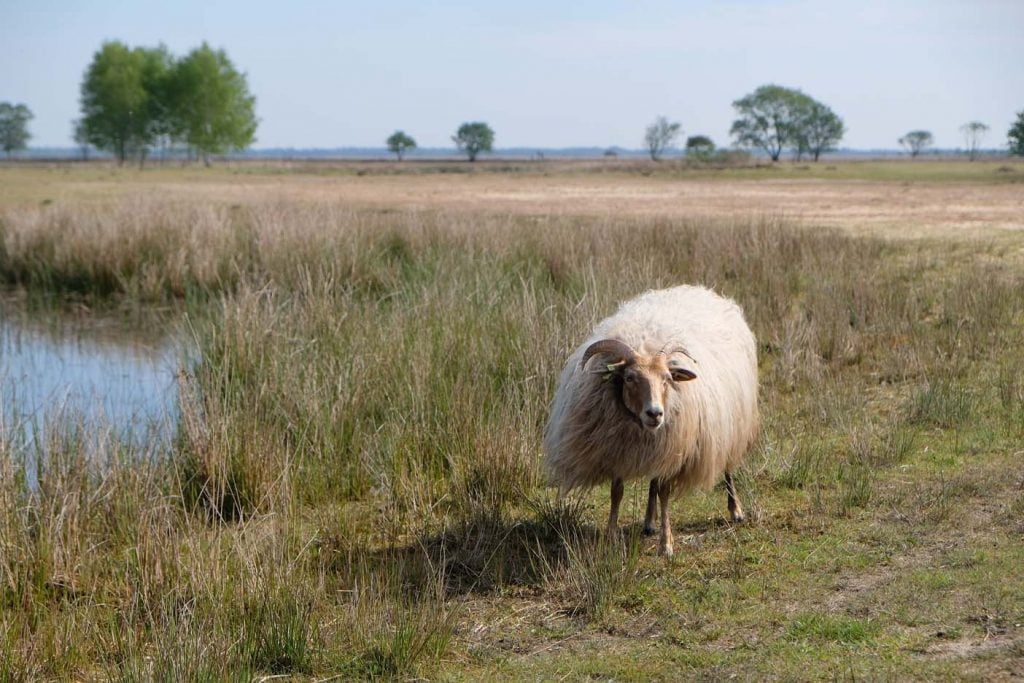 Zwerfroute Dwingelderveld