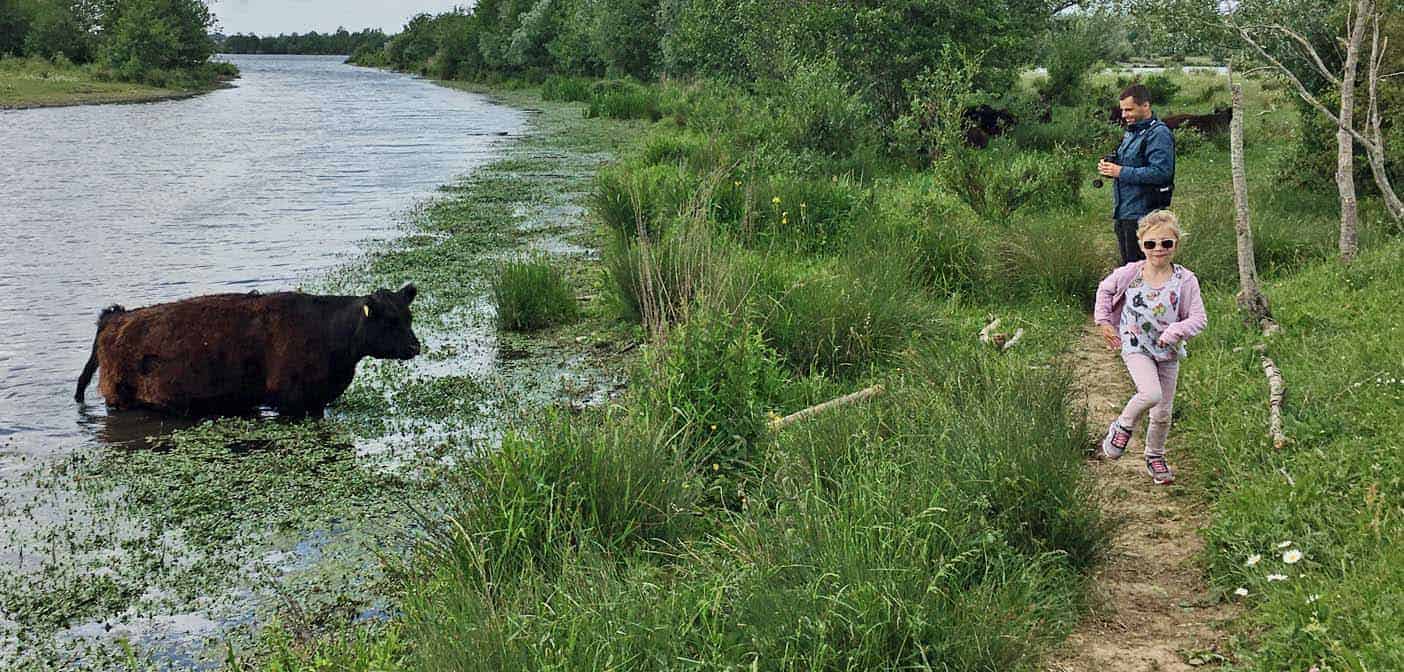 Wandelen tussen de grote grazers en speelnatuur bij de Hompesche Molen in Stevensweert