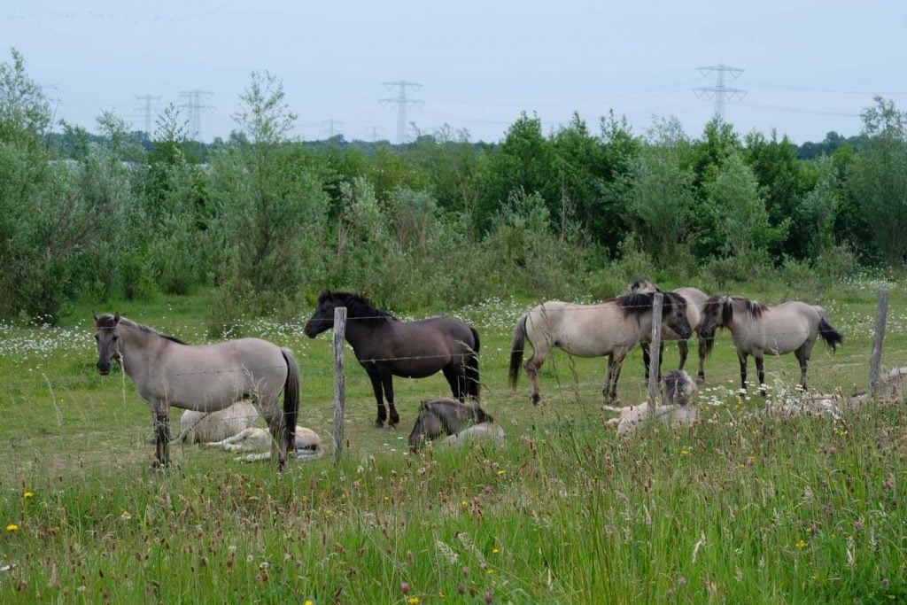  Hompesche Molen wandelen