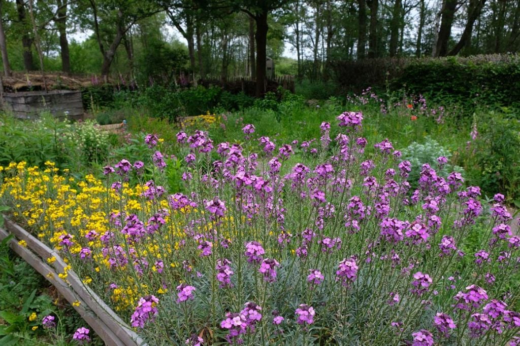 Vlindertuin de grote peel