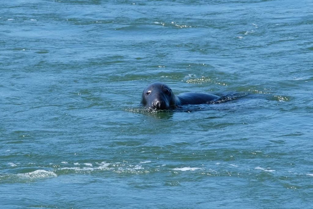 zeehond nederland