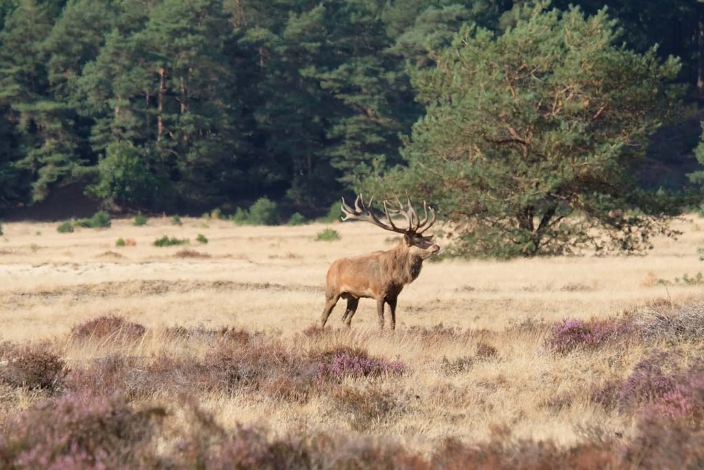 np veluwe