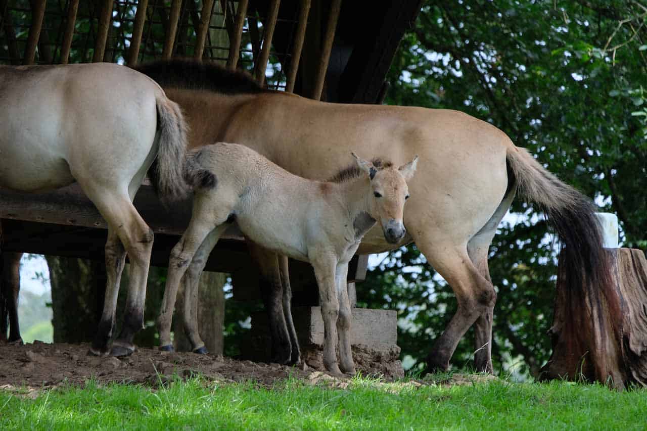 Het wildpark van Han