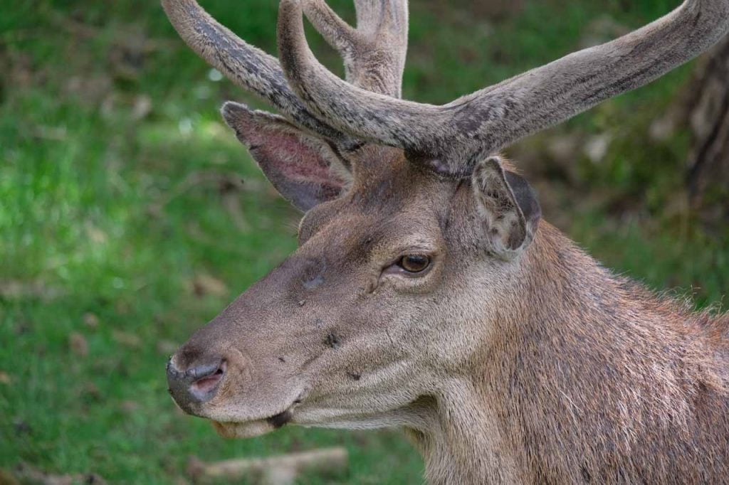 Het wildpark van Han