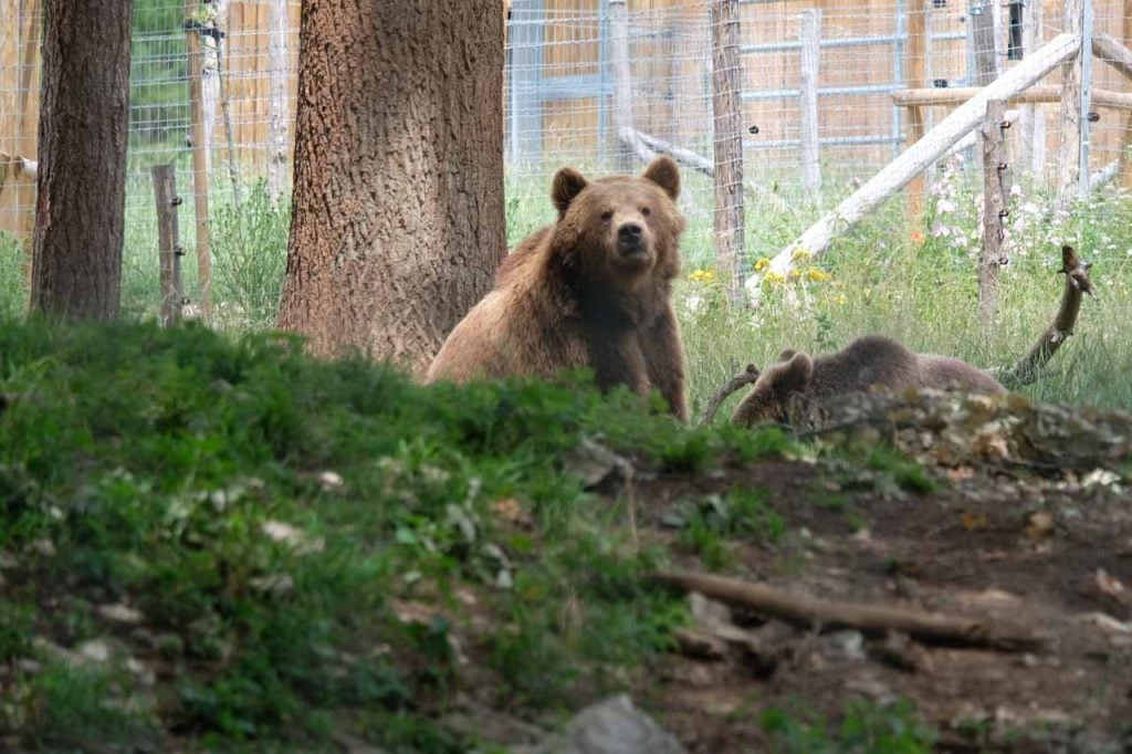 Het wildpark van Han