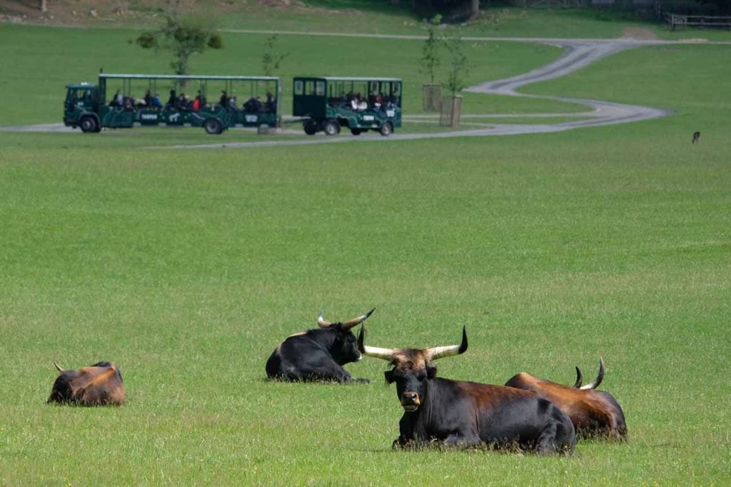 Het wildpark van Han