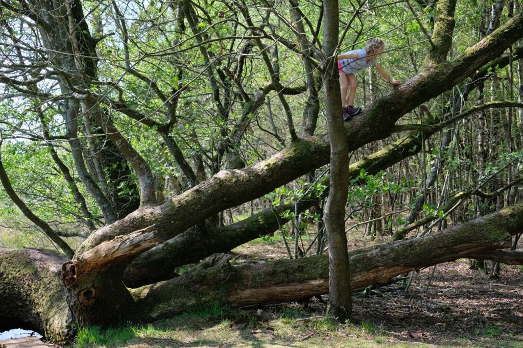 Wolvenspoor drenthe