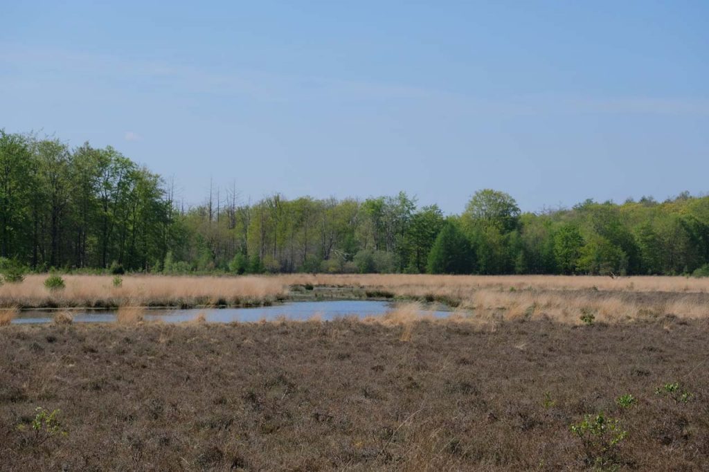 Wolvenspoor drenthe