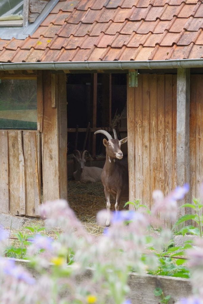 geitenboerderij La Halte d'Autrefois in Hesmond