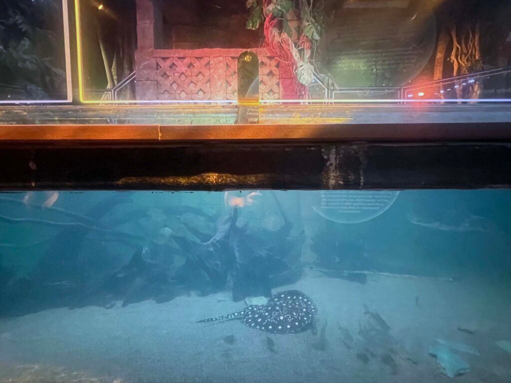 Sea life