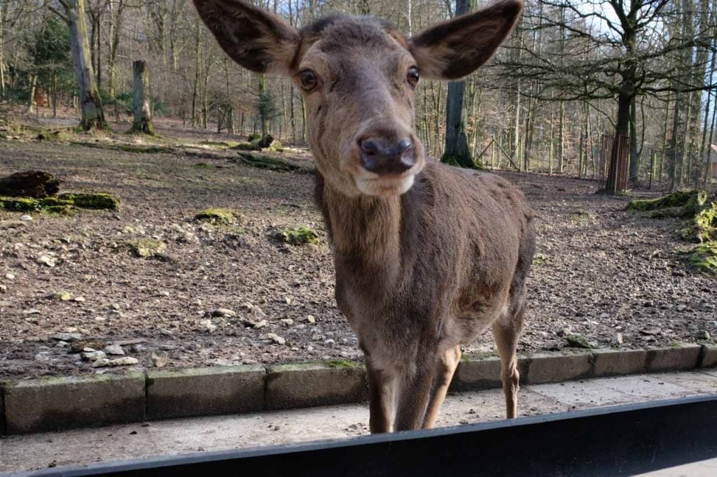 Heimat-Tierpark Olderdissen