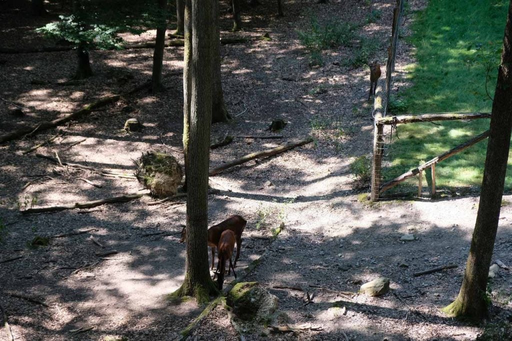 Broomkroonpad steigerwald