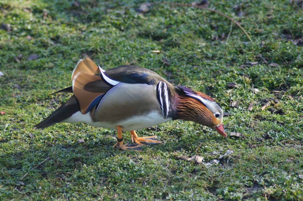 Het Bürgerpark bremen