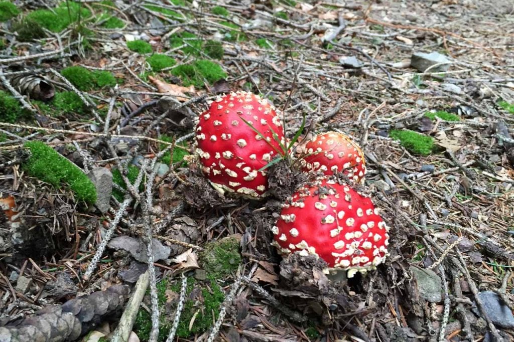 Wandelen in het Kellerwald