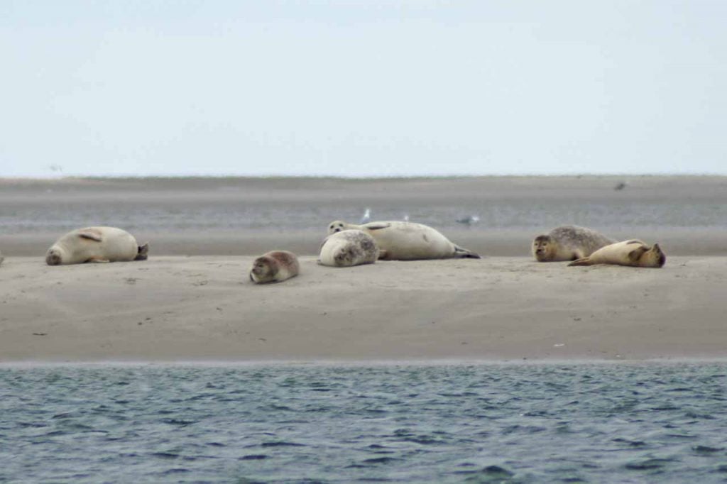 Zeehonden safari Denemarken