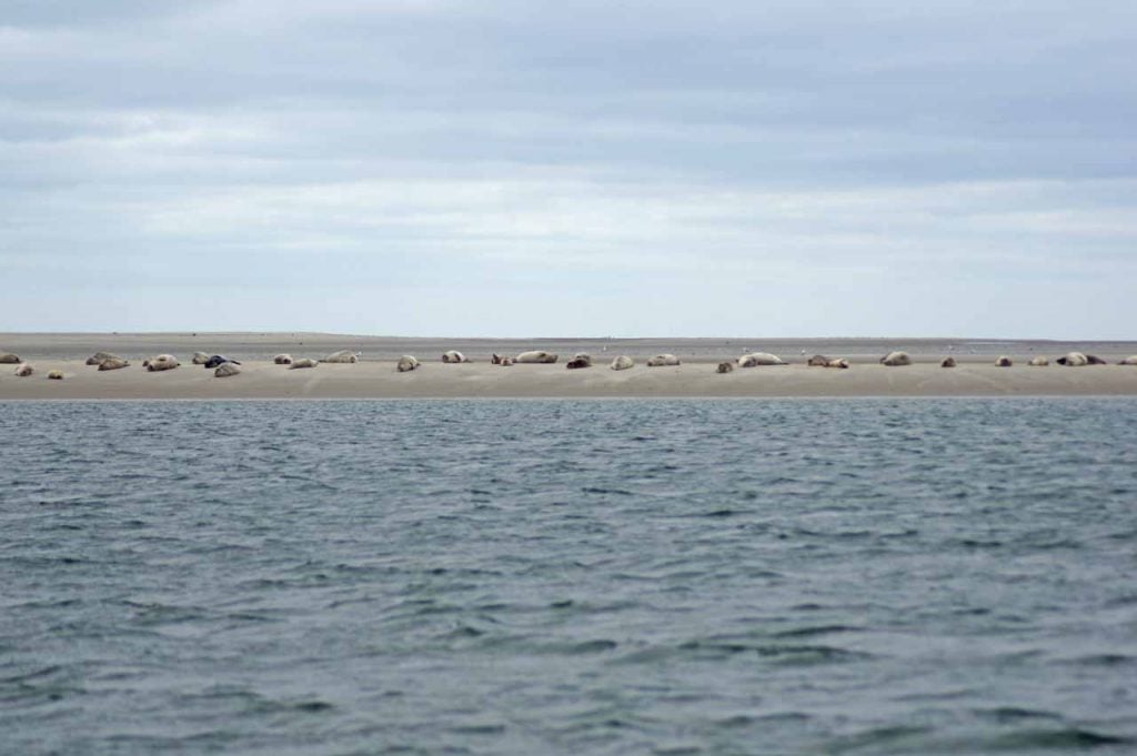 Zeehonden safari Denemarken