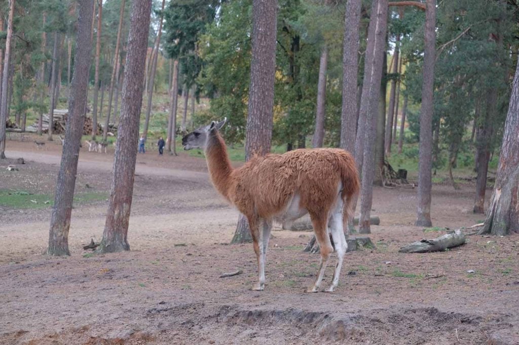 Natuurwildpark Granat