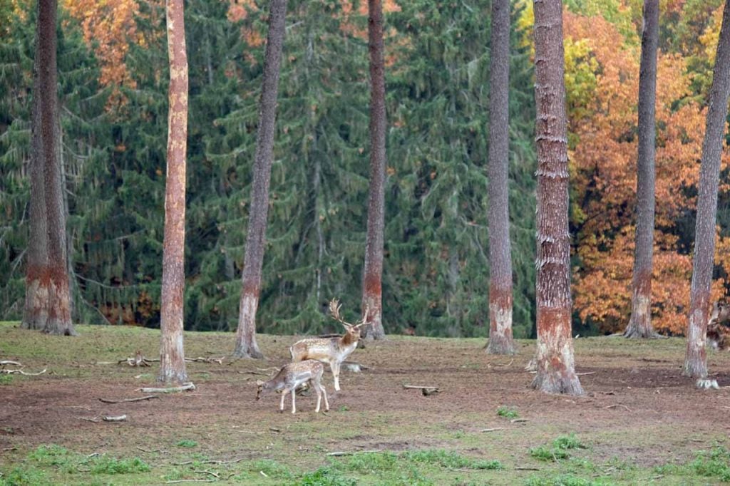 Natuurwildpark Granat