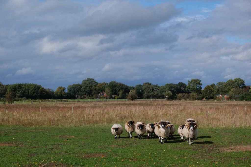 Schaapskooi Stroothuizen