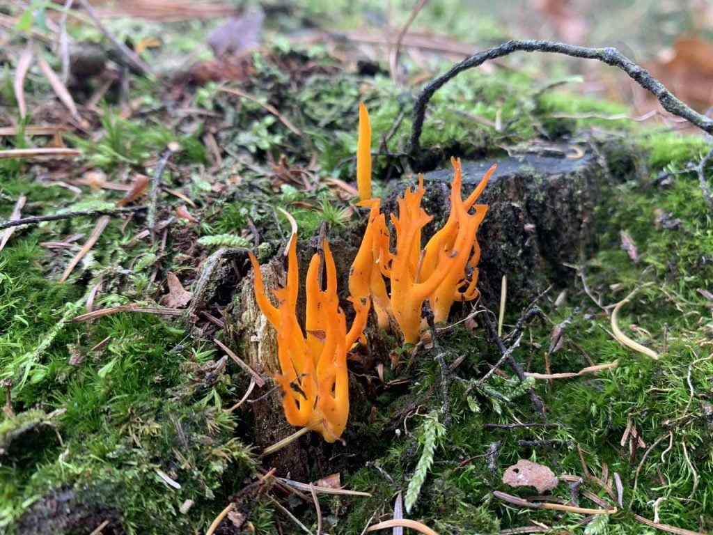 Paddenstoelenwandeling kinderen