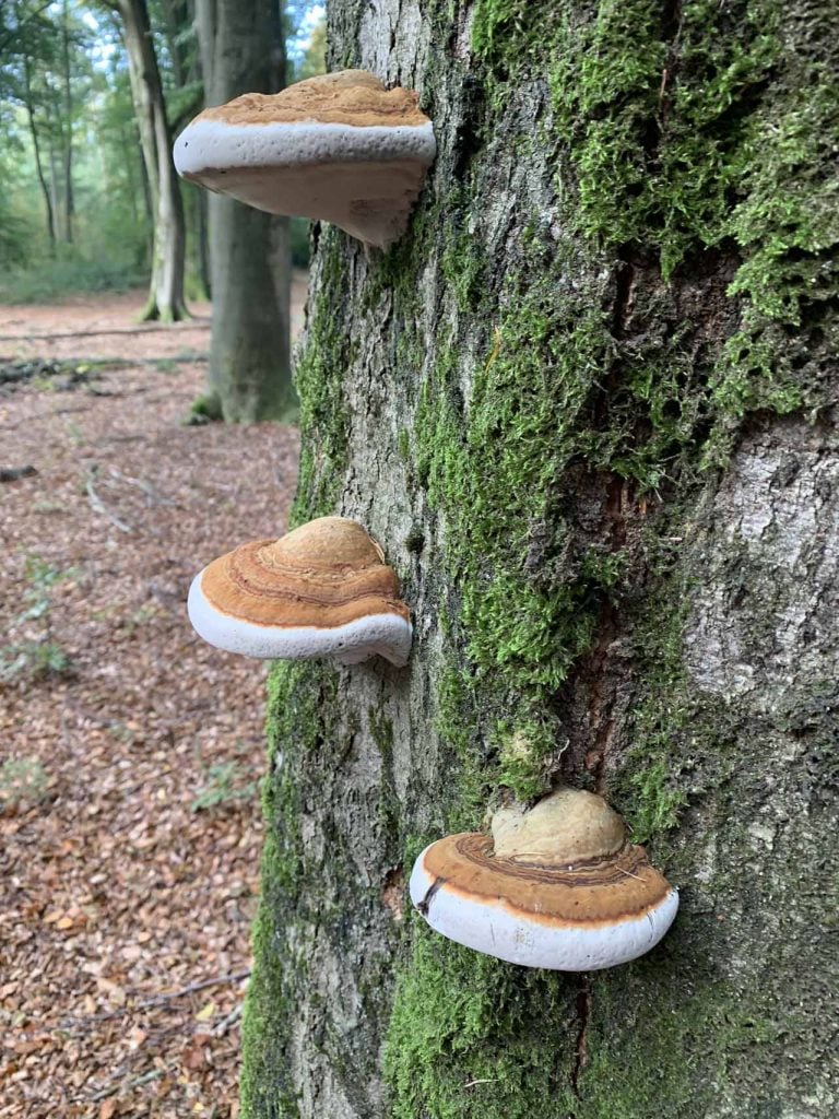 Paddenstoelenwandeling kinderen