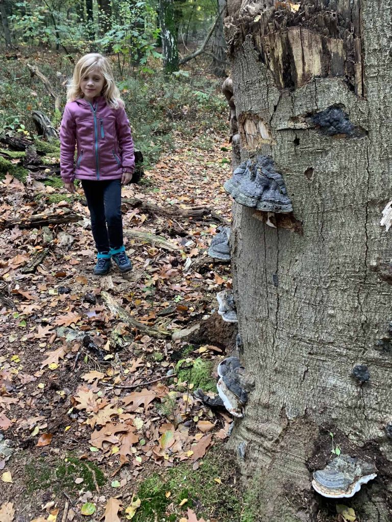 Paddenstoelenwandeling kinderen