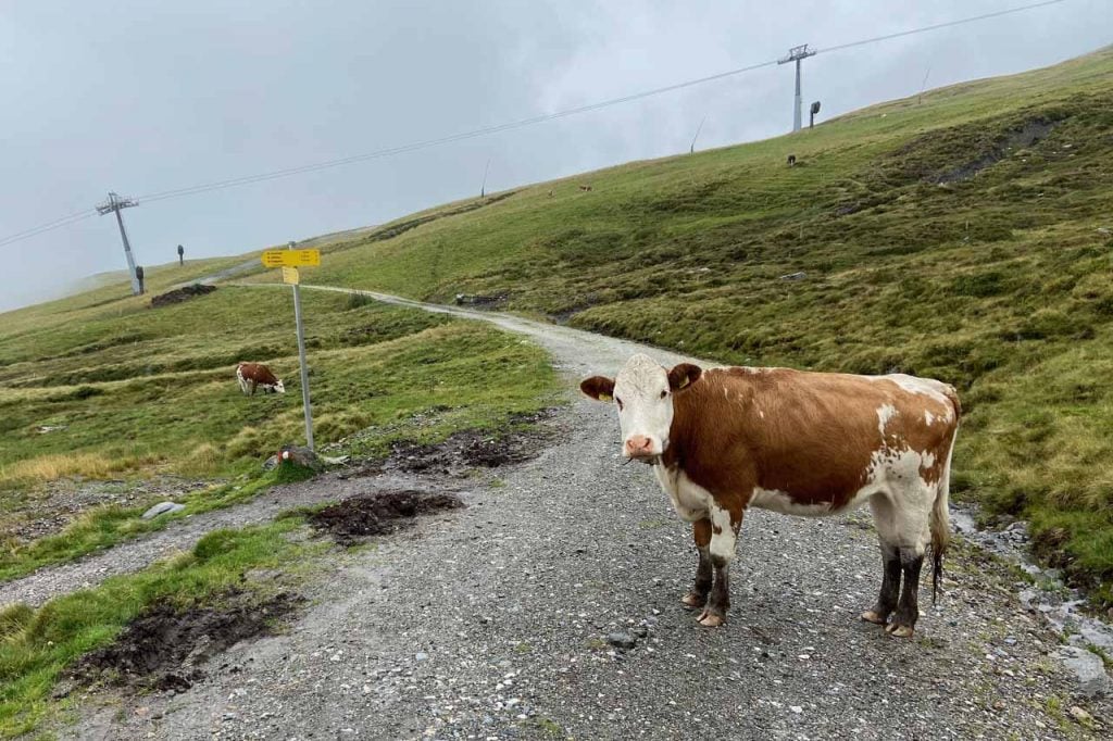 jodelwandeling zillertal