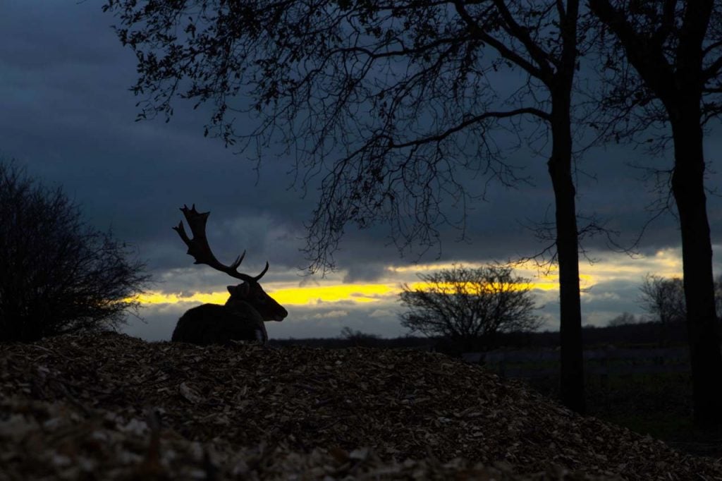 Amsterdamse Waterleidingduinen