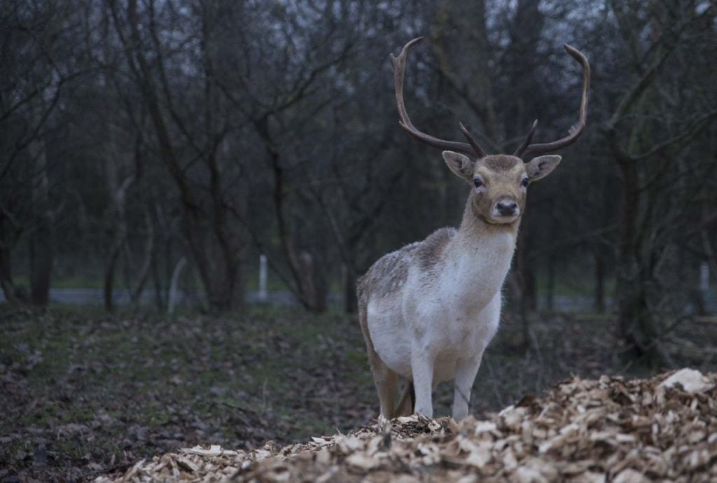 Amsterdamse Waterleidingduinen