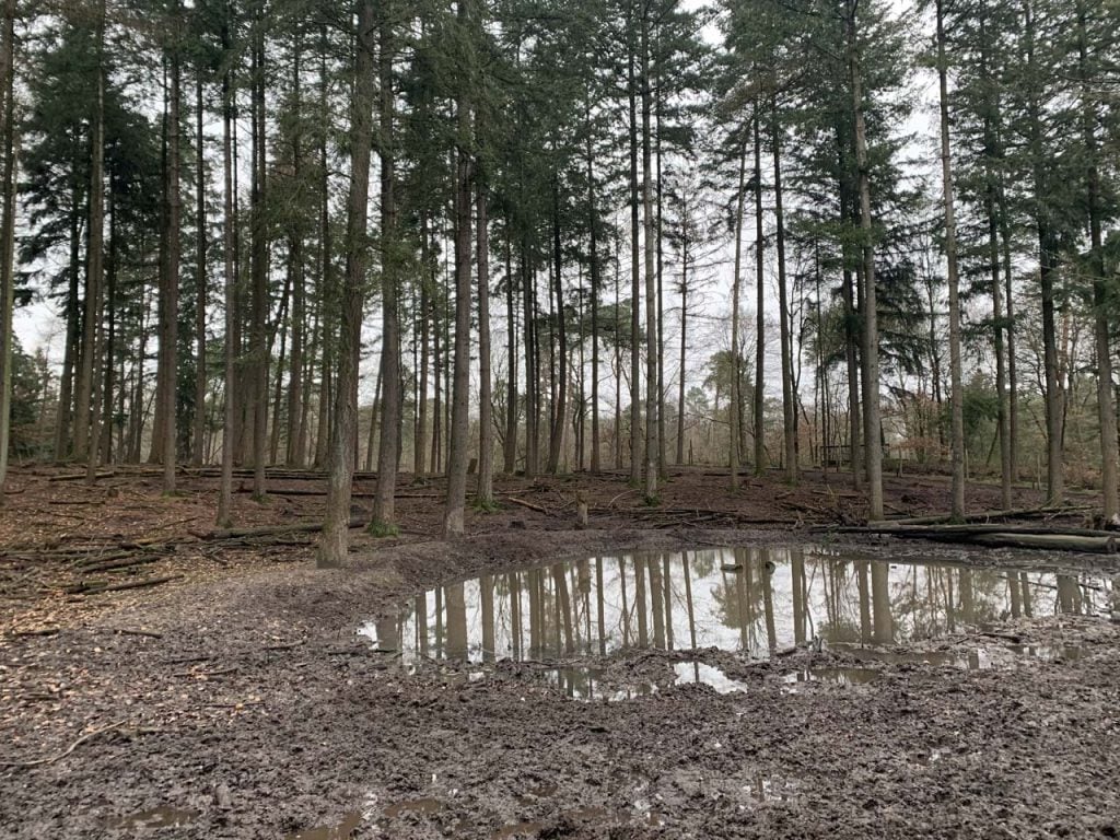 berg en bos wilde zwijnen