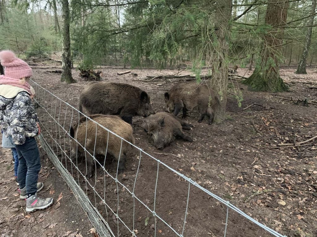 berg en bos wilde zwijnen