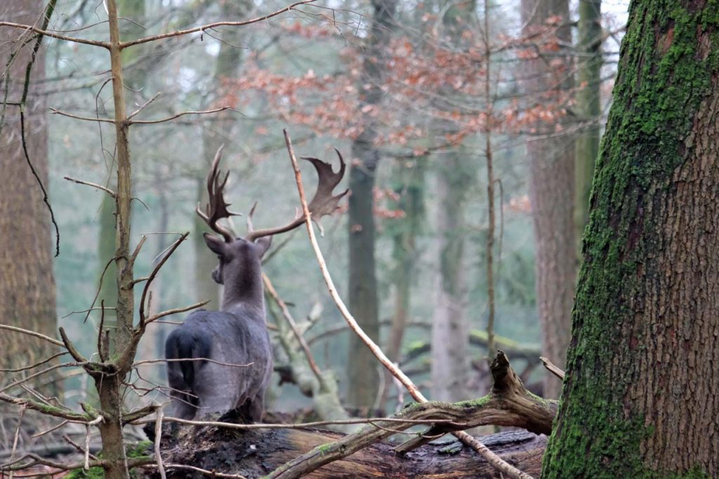 Berg en bos herten