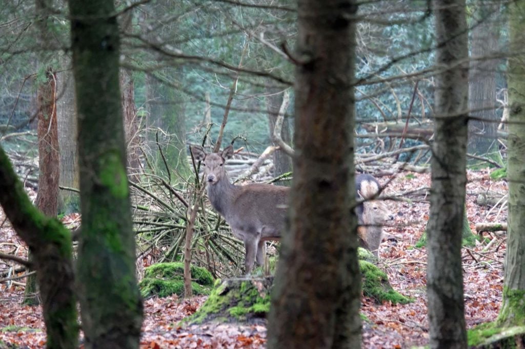 Berg en bos herten