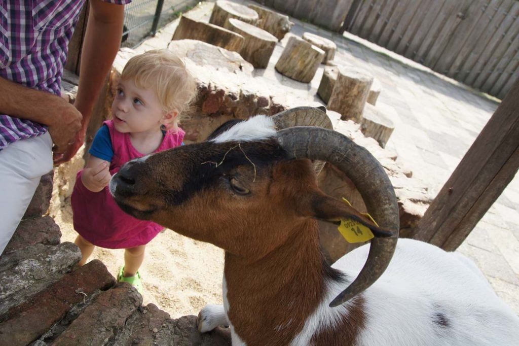 uitje peuter kinderboerderij