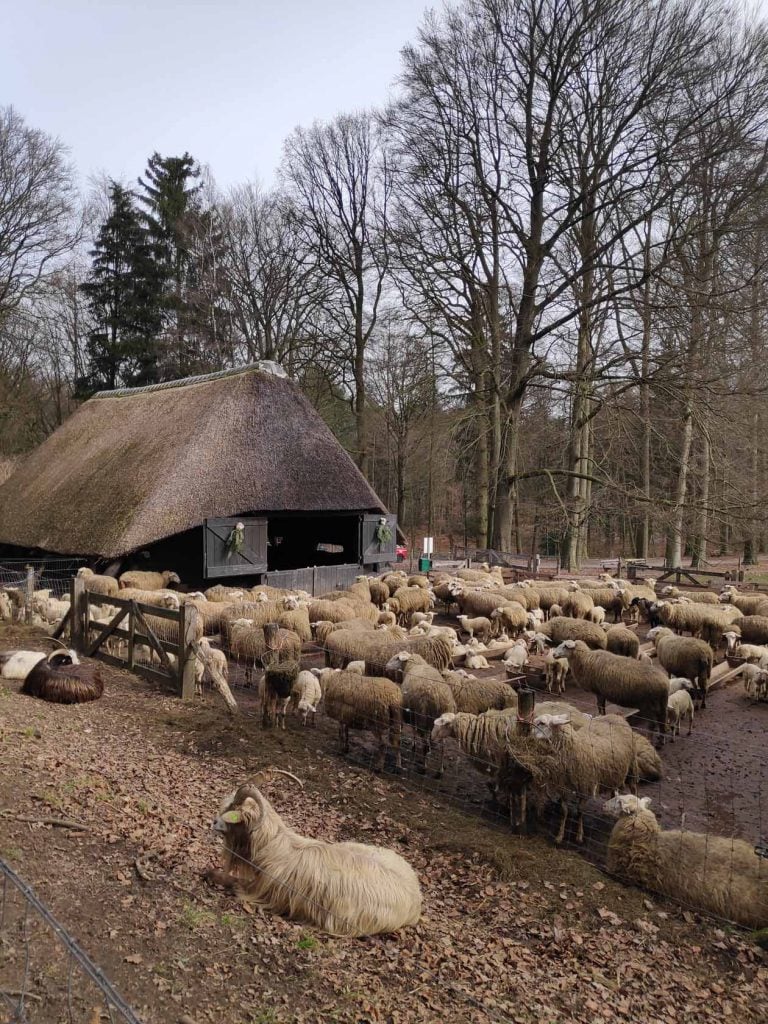 Wandelroute Schaapskooi