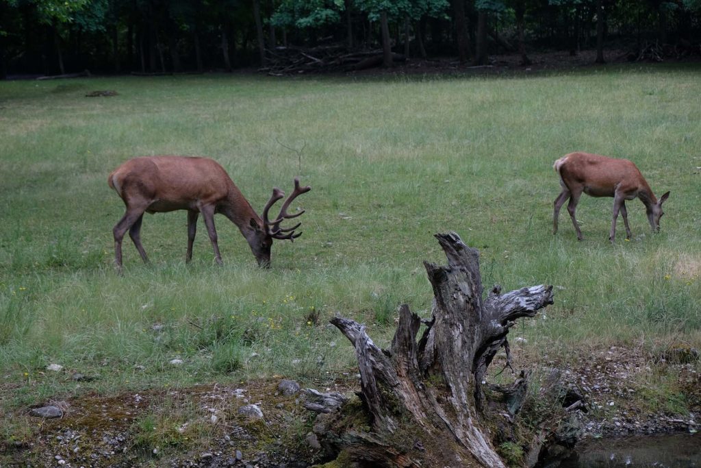 Tierpark Lange Erlen