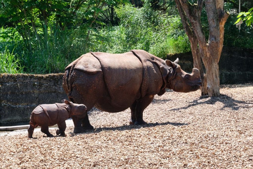 dierentuin Bazel