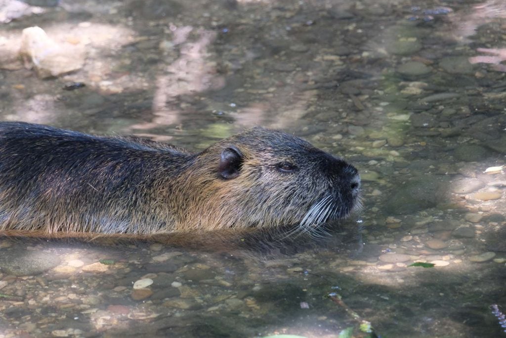 dierentuin Bazel