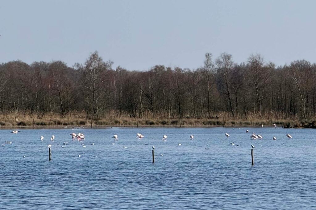 Flamingo's