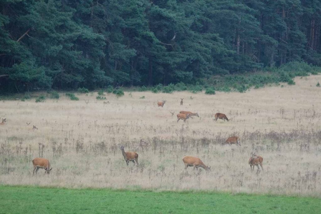 Wildkanseltocht