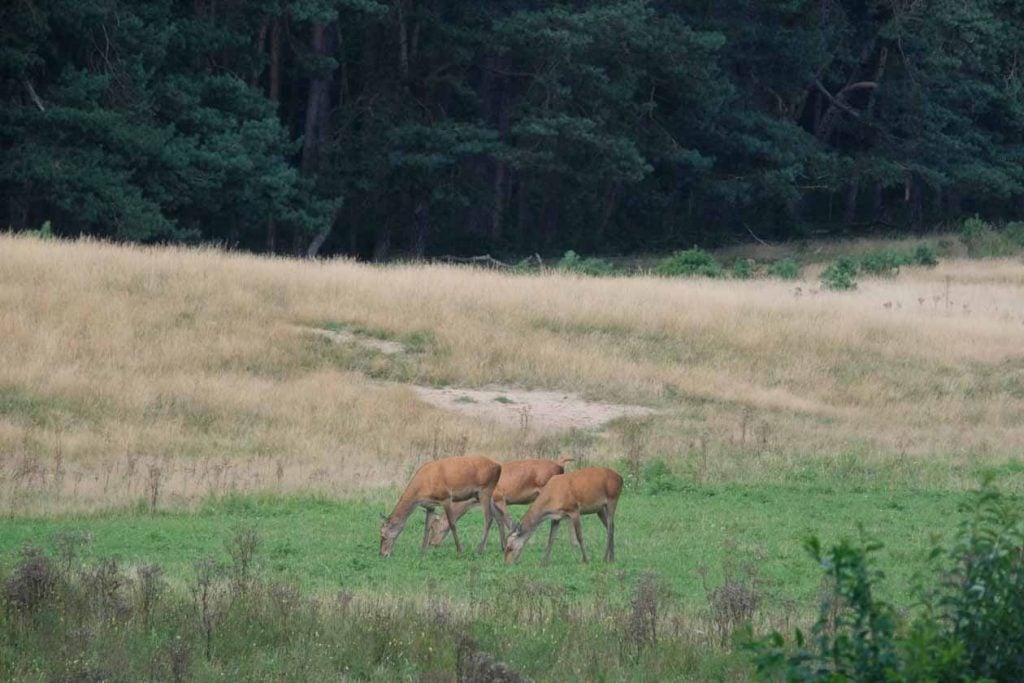 Wildkanseltocht