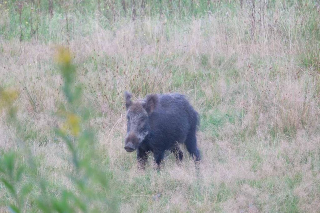 Wildkanseltocht