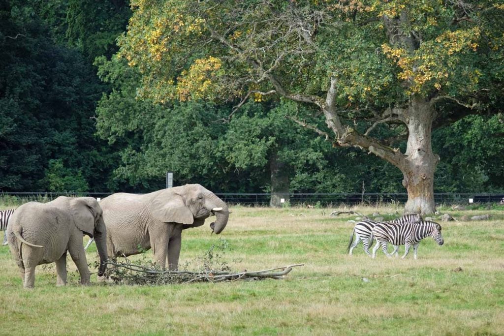 Knuthenborg Safaripark