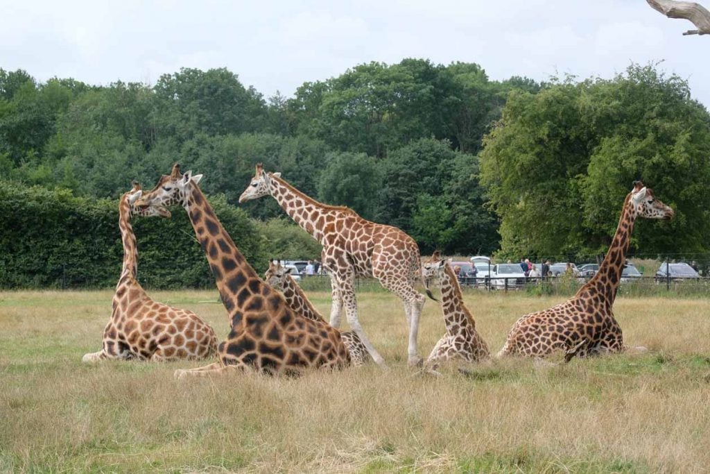 Knuthenborg Safaripark