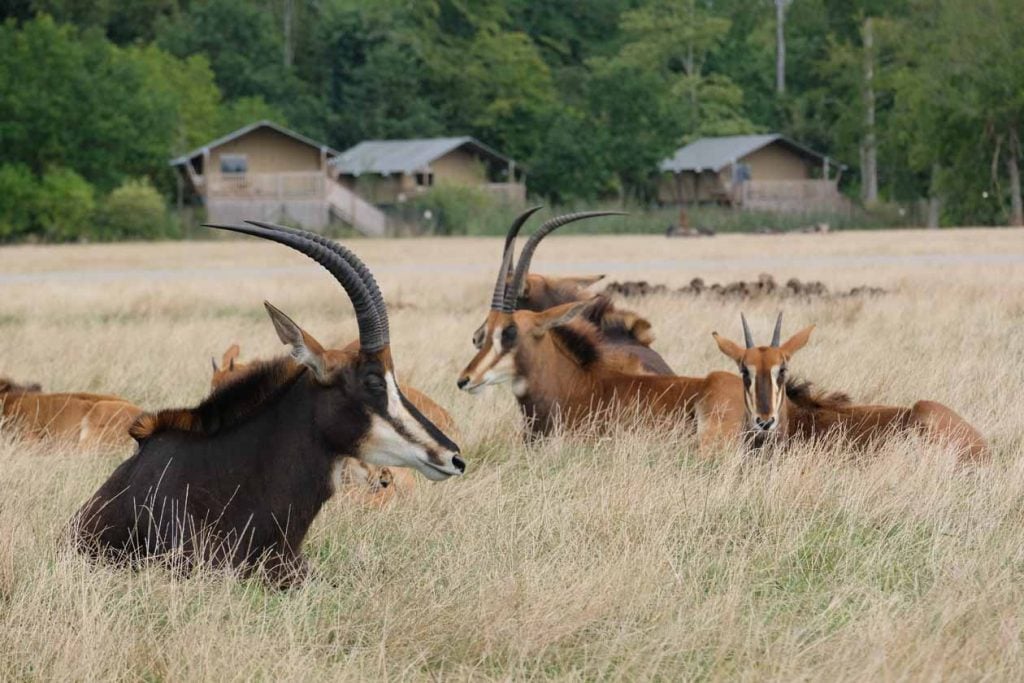 Knuthenborg Safaripark