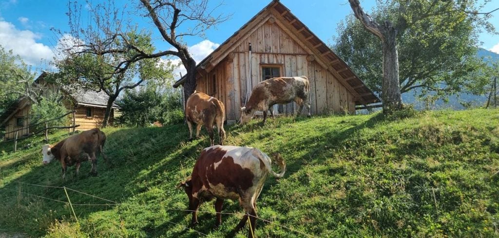 Organic Farm Šlibar in Tržič