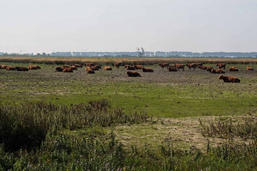 Fietsen op Tiengemeten met een tandem