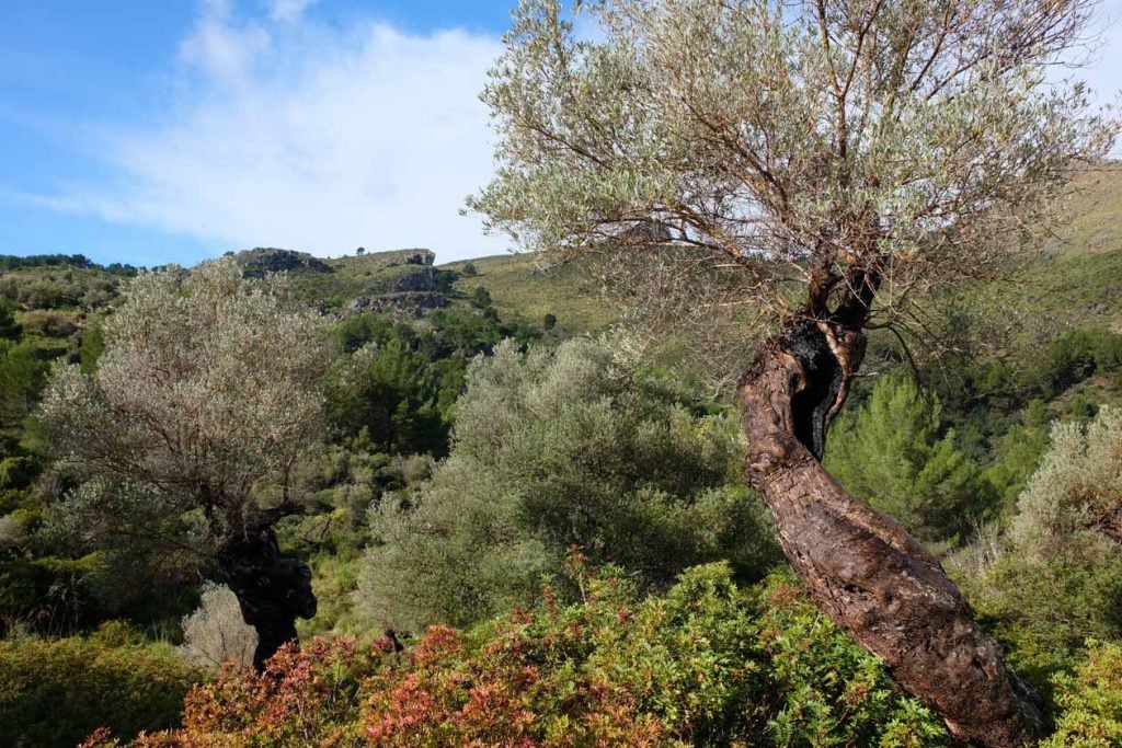 Mallorca