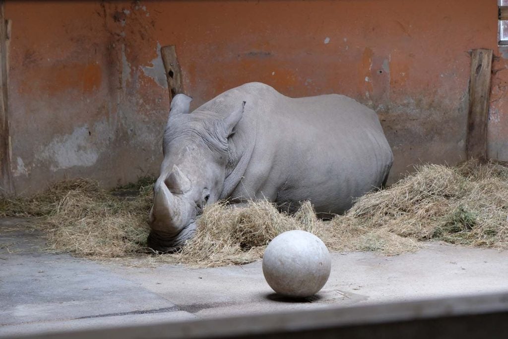 Boedapest dierentuin