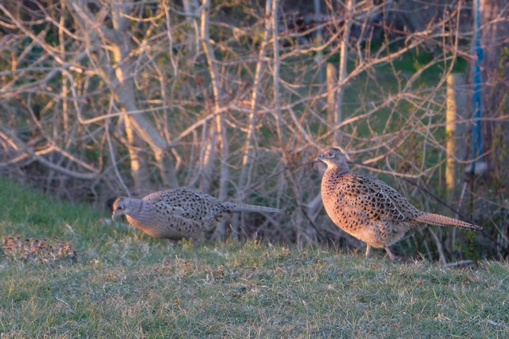 schiermonnikoog dieren